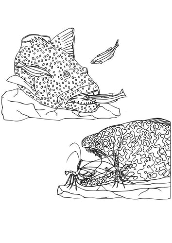 aquatic food web examples. page aquatic food chain