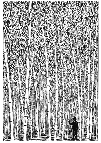 Bamboo