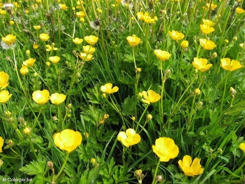 buttercups