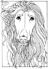Coloring pages Afghan greyhound