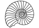 ammonite mollusc