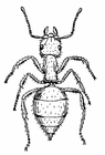 Coloring pages ant