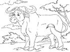 Coloring pages buffalo