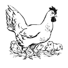 chicken with chicks