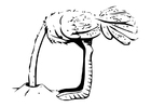 ostrich with head burried in sand