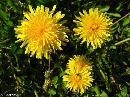 dandelion 2