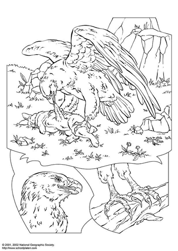 eagle