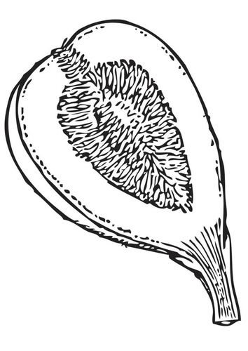 Fig Coloring Page
