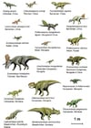 Dinosaurs (Basal Ceratopsia)