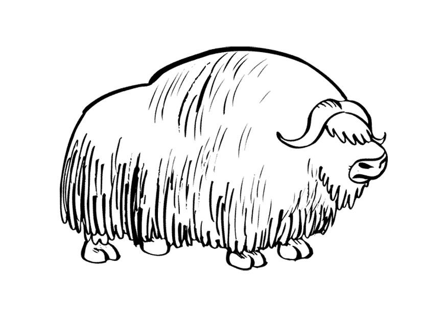 musk ox Coloring page musk ox