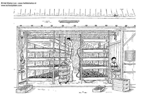 mushroom farm