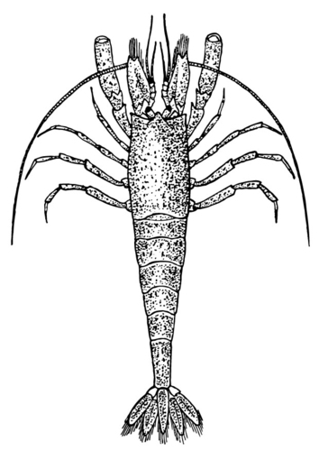 prawn