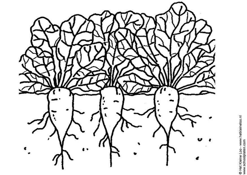 sugar beets
