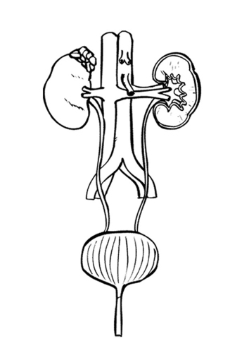 urinary-tract-t9494.jpg