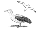 Coloring pages Albatross