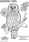 Coloring pages barred owl