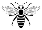 Coloring page bee