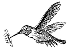 Coloring pages bird - Hummingbird