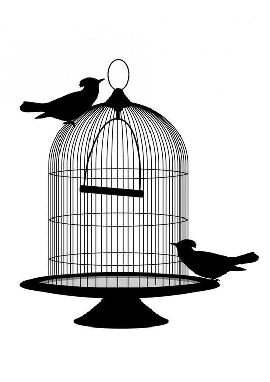 birds out of cage