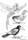 Coloring pages birds