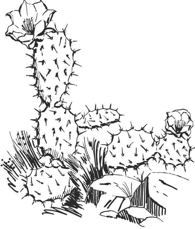 prickly pear cactus coloring page
