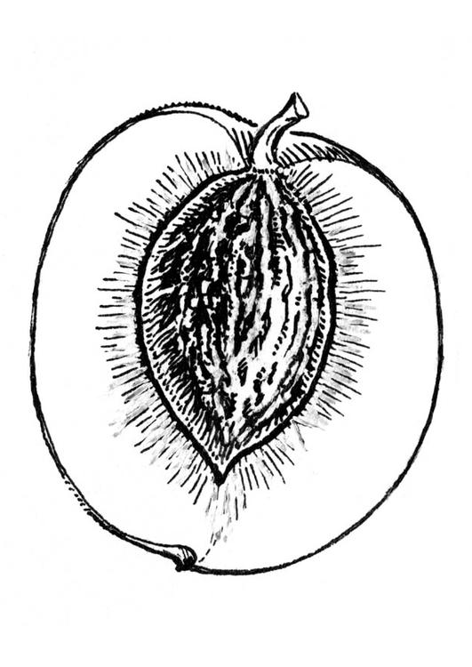 cross section of peach