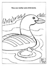 Coloring pages ducks