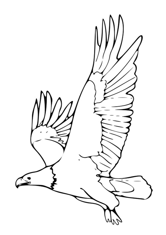 Coloring Page eagle - free printable coloring pages - Img 27499