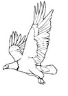 Coloring pages eagle