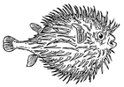 fish - globefish