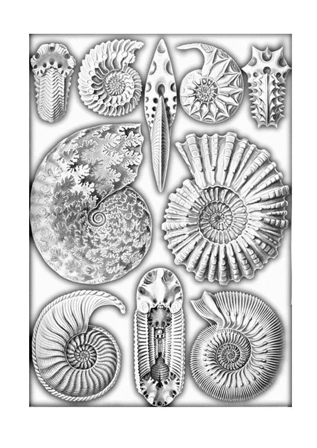 Coloring Page fossils free printable coloring pages Img 11316