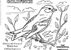 Coloring pages goldfinch