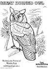 Coloring pages great horned owl