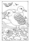 Coloring pages Gull