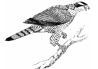 Coloring pages hawk