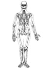 Coloring page human skeleton