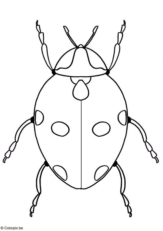 Coloring Page ladybird - free printable coloring pages - Img 5763