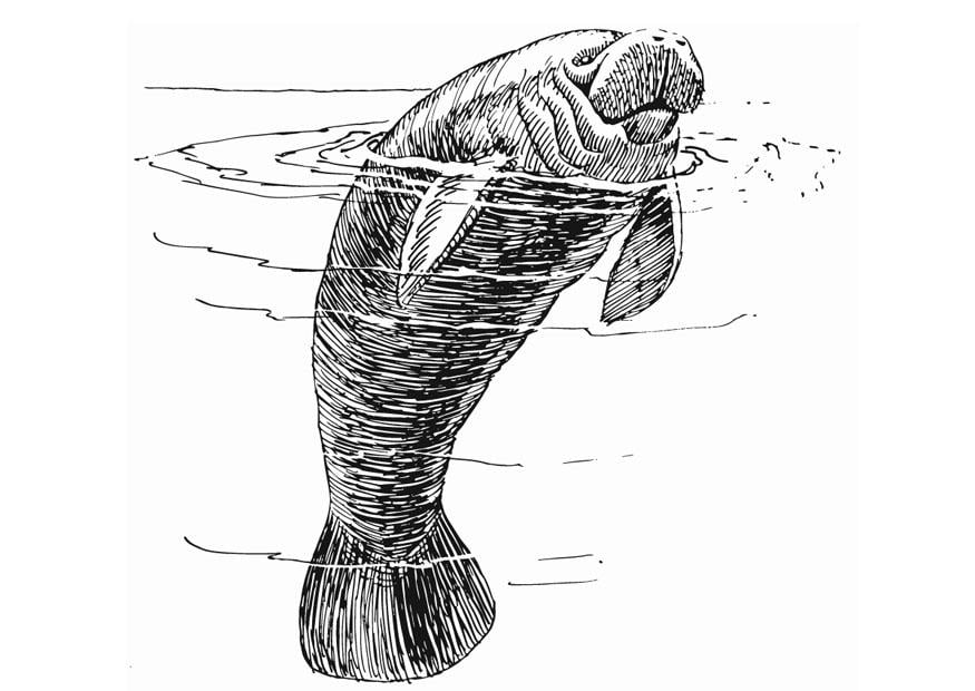 Coloring Page Manatee Free Printable Coloring Pages Img 13230