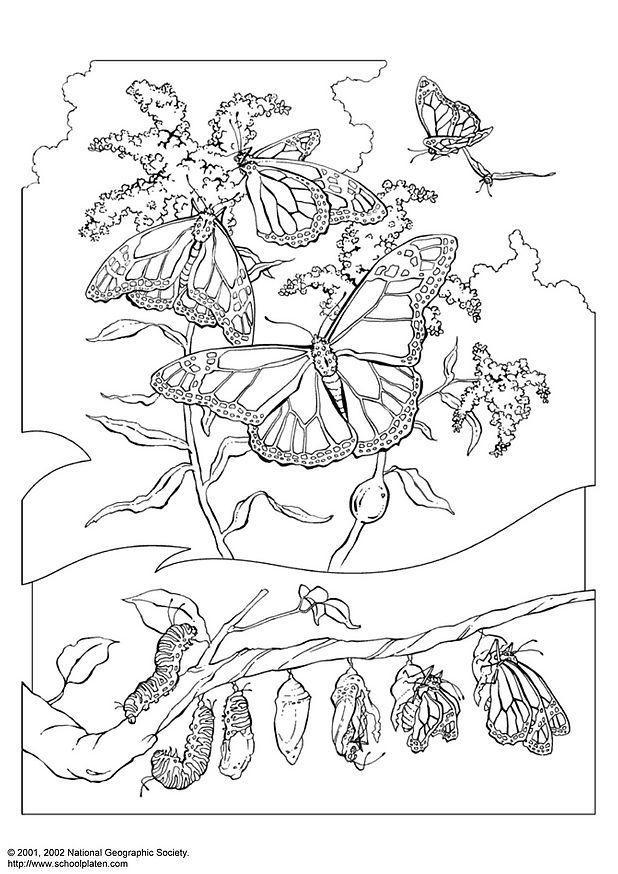 coloring pages caterpillar to butterfly