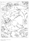 Coloring pages monk seal