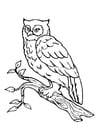Coloring pages owl