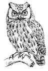 Coloring pages owl - screech owl