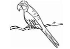 Coloring pages parrot
