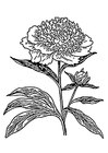 Coloring page peony