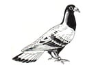 Coloring pages pigeon - carrier pigeon
