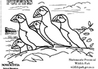 Coloring pages puffins