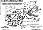Coloring pages ruby-throated hummingbird