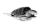 Coloring pages sea turtle
