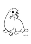 Coloring pages sealion