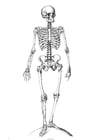 Download Coloring Page hand - skeleton - free printable coloring ...